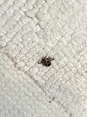 Rhipicephalus pulchellus