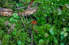 Cortinarius pseudofervidus