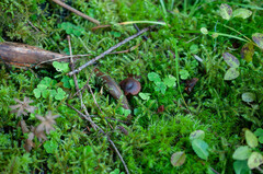 Cortinarius pseudofervidus