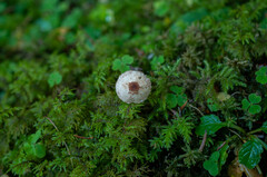 Lepiota felina