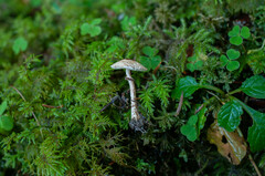 Lepiota felina