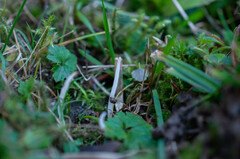 Clavaria acuta
