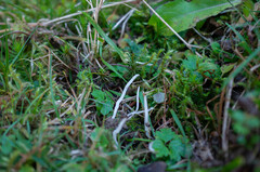 Clavaria acuta