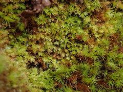 Aulacomnium androgynum