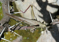 Schistocerca nitens nitens