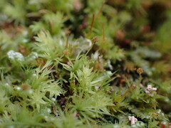 Aulacomnium androgynum