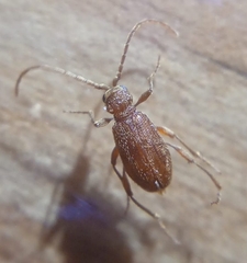 Ptinus