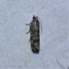 Retinia gemistrigulana