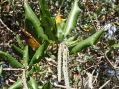 Garrya elliptica