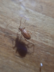 Ptinus