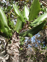 Garrya elliptica