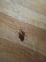 Ptinus