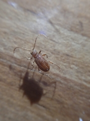 Ptinus