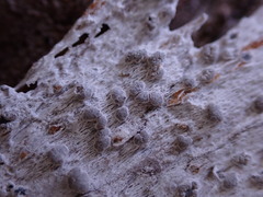 Lecanora rupicola