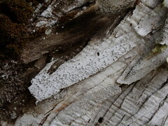 Lecanora rupicola