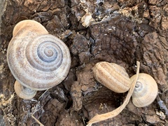 Otala punctata