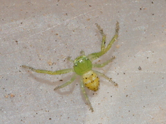Diaea puncta