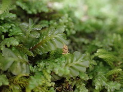 Plagiochila porelloides