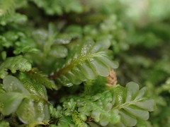 Plagiochila porelloides
