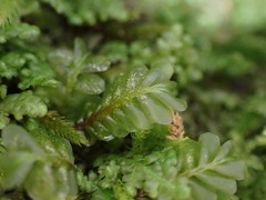 Plagiochila porelloides