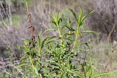 Penstemon spectabilis