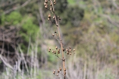 Penstemon spectabilis