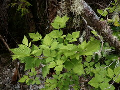 Rubus spectabilis