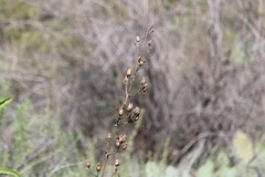 Penstemon spectabilis
