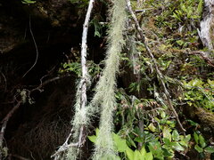 Usnea longissima