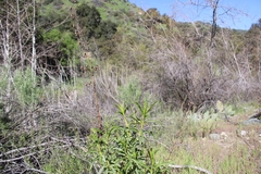 Penstemon spectabilis