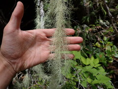 Usnea longissima