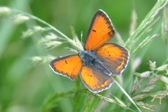 Lycaena hippothoe