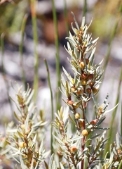 Grubbia tomentosa