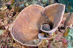 Duncanopsammia peltata