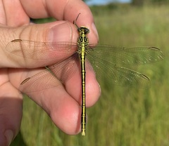 Notogomphus praetorius