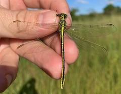 Notogomphus praetorius