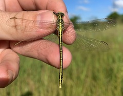 Notogomphus praetorius