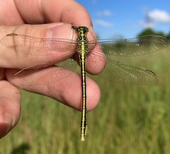Notogomphus praetorius