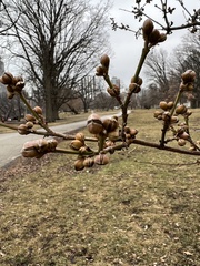 Cornus