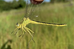 Notogomphus praetorius