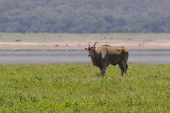 Tragelaphus oryx pattersonianus