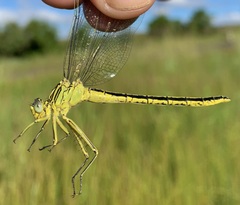 Notogomphus praetorius