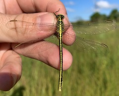Notogomphus praetorius
