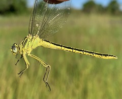 Notogomphus praetorius