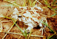 Sclerophrys garmani