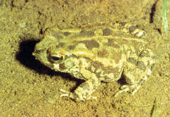 Sclerophrys garmani