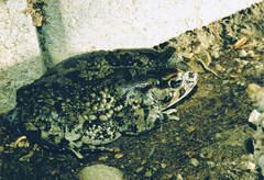 Sclerophrys poweri