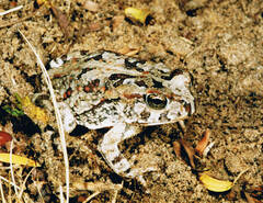 Sclerophrys poweri