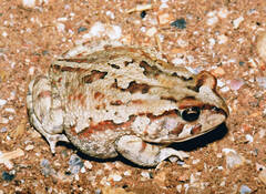 Sclerophrys poweri