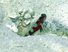 Cryptocentrus cinctus